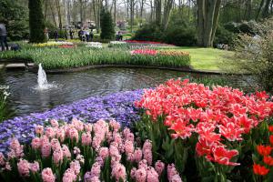Wycieczka Holandia Parada Kwiatów 2021